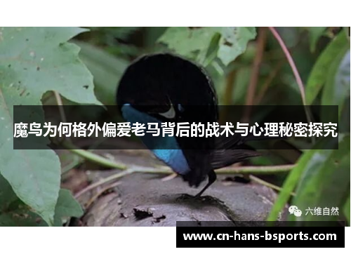 魔鸟为何格外偏爱老马背后的战术与心理秘密探究